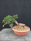 bonsai Juniperus Sabina