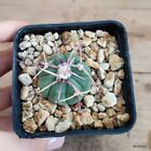 Echinocactus horizonthalonius vaso 7cm COD.0410-40