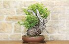 Bonsai Yamadori di Vite Selvatica (3)