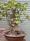 Acero Tridente Prebonsai - Bonsai Buergerianum - Kaede strepitoso