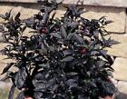 10 SEMI PEPERONCINO BLACK PEARL