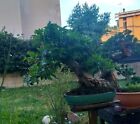 Bonsai Carpino Bianco