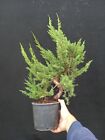 Pre bonsai Juniperus Chinensis Itoigawa