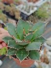 Agave titanota succulente cactus piante grasse