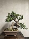 Bonsai di olivastro Yamadori