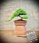 Juniperus procumbens - Japan-Kriechwacholder BONSAI / 17 Years Old