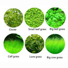 Aquarium Plant Seeds Fish Tank Aquatic Water Grass Foreground Easy Plants Decora