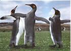 Penguin Ring Notecard & Envelope Nature Aquarium Planet Zoo Marine Mammal Center