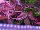 Cryptocoryne  Affinis  Variegated  Super Rare Plants Aquarium 1 Plant