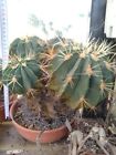 FEROCACTUS HISTRIX POT20 CACTUS SUCCULENTE PIANTE GRASSE