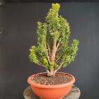 PRE BONSAI DI TASSO