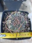 Echinocactus Horizonthalonius - Hardgrown