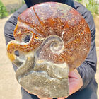 2.9LB Natural Fossil Snail Agate Fancy Cabochon Gemstones