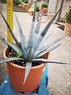 Agave Funkiana