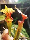 SARRACENIA Moorei, Adrian Slack X unknow Hibrid