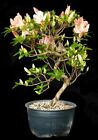 Bonsai - Azalee - Rhododendron indicum  33 cm  - Blüte weiß/rosa - Freiland 3324