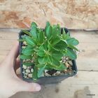 Pachypodium brevicaule vaso 10cm COD.2609-13