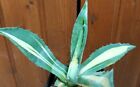 Agave americana medio picta aurea Rare succulent plant