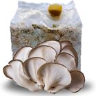 KIT COLTIVAZIONE FUNGHI OSTREATUS PANE DI FUNGO ORECCHIONE SUBSTRATO 3 KG