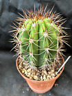 T. VALIDUS CACTUS PIANTE GRASSE D5