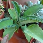 2 Piantine Vaso Bryophyllum Laetivirens kalanchoe Mother Of Thousands +1omaggio