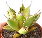 Agave titanota form longispina -  - NO variegated