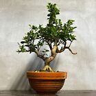 Bonsai Bosso 4