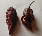 20 semi di Peperoncino Naga Black