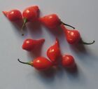 20 semi di Peperoncino Chupetinho Red