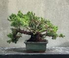 Bonsai Ginepro. Bonsai Shohin.