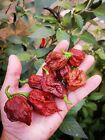 SEMI CAROLINA REAPER CHOCOLATE, PEPERONCINO PICCANTE, HOT PEPPER SEED, 20 SEMI