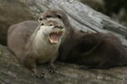 Photo 6x4 Otters at the Blue Planet Aquarium Ellesmere Port Wirral Two Ot c2005