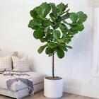 1 PIANTA DI FICUS LYRATA VASO 27CM PIANTE DA INTERNO