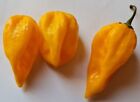 20 semi di Peperoncino Habanero Golden