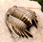 Uncommon Xiphogonium Trilobite fossil - Morocco