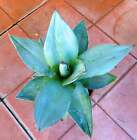 Agave titanota cv WHITE ICE 10-20cm -  -