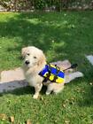 SALVAGENTE PER CANE IN NYLON BLU E GIALLO - 6 MISURE - NAUTICA BARCA GOMMONE