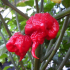 SEMENTI SEMI PEPERONCINO CAROLINA REAPER CAPSICUM CHINENSE SUPER PICCANTE