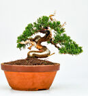 Bonsai Wacholder Juniperus chinensis Shohin 17cm