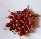 5 SEMI DI PEPERONCINO AJI CHARAPITA ROSSO (raro)