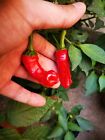 SEMI PETER PEPPER RED, PEPERONCINO PICCANTE, HOT PEPPER SEED, 20 SEMI