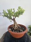 Prebonsai Bosso Vecchissimo