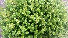 5 PZ Pianta di Buxus rotondifolia pianta di bosso Pianta da Siepe vaso 7