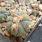 Echinocactus horizonthalonius  Hot Springs