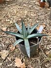 AGAVE Nigra-pelle di Squalo- PIANTA DA GIARDINO -