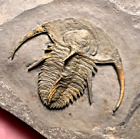 Early Cambrian Trilobite fossil Fallotaspis - Taroudant, Morocco