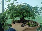 Acero Palmato Verde Bonsai