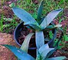 Pianta di agave americana in vaso da 20cm