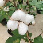 GOSSYPIUM HIRSUTUM - COTONE, 6 SEMI