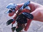 Bucephalandra Black Blood Rare Plant Aquarium  1 Rhizome 7cm